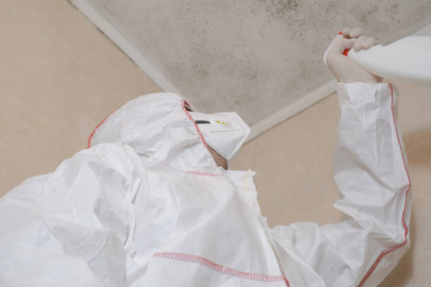 Best White Mold Remediation in Key West, FL