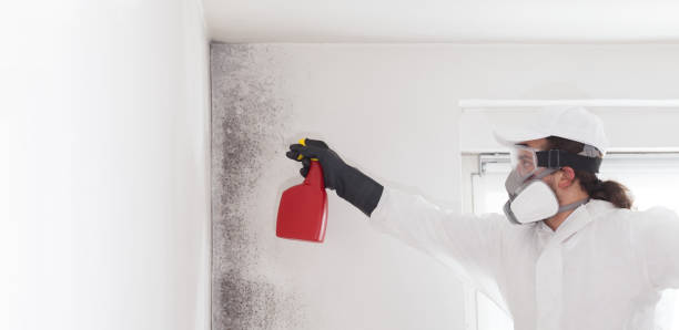 Best Commercial Mold Remediation in Key West, FL