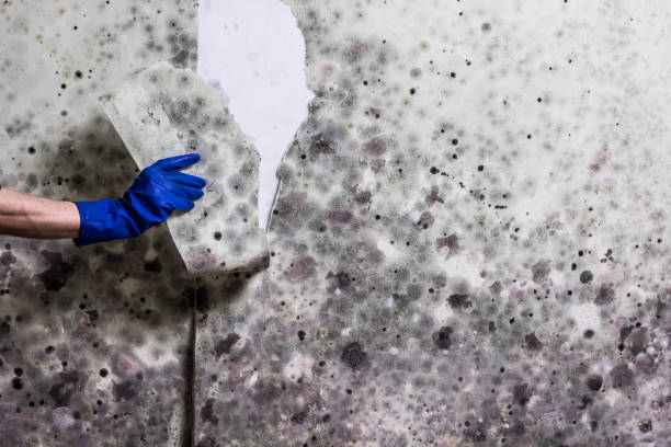 Best Black Mold Remediation in Key West, FL